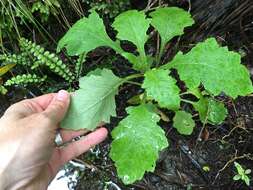 Imagem de Senecio solandri var. rufiglandulosus (Col.) Allan