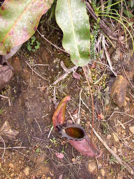 Image of Giant Malaysian Pitcher Plant