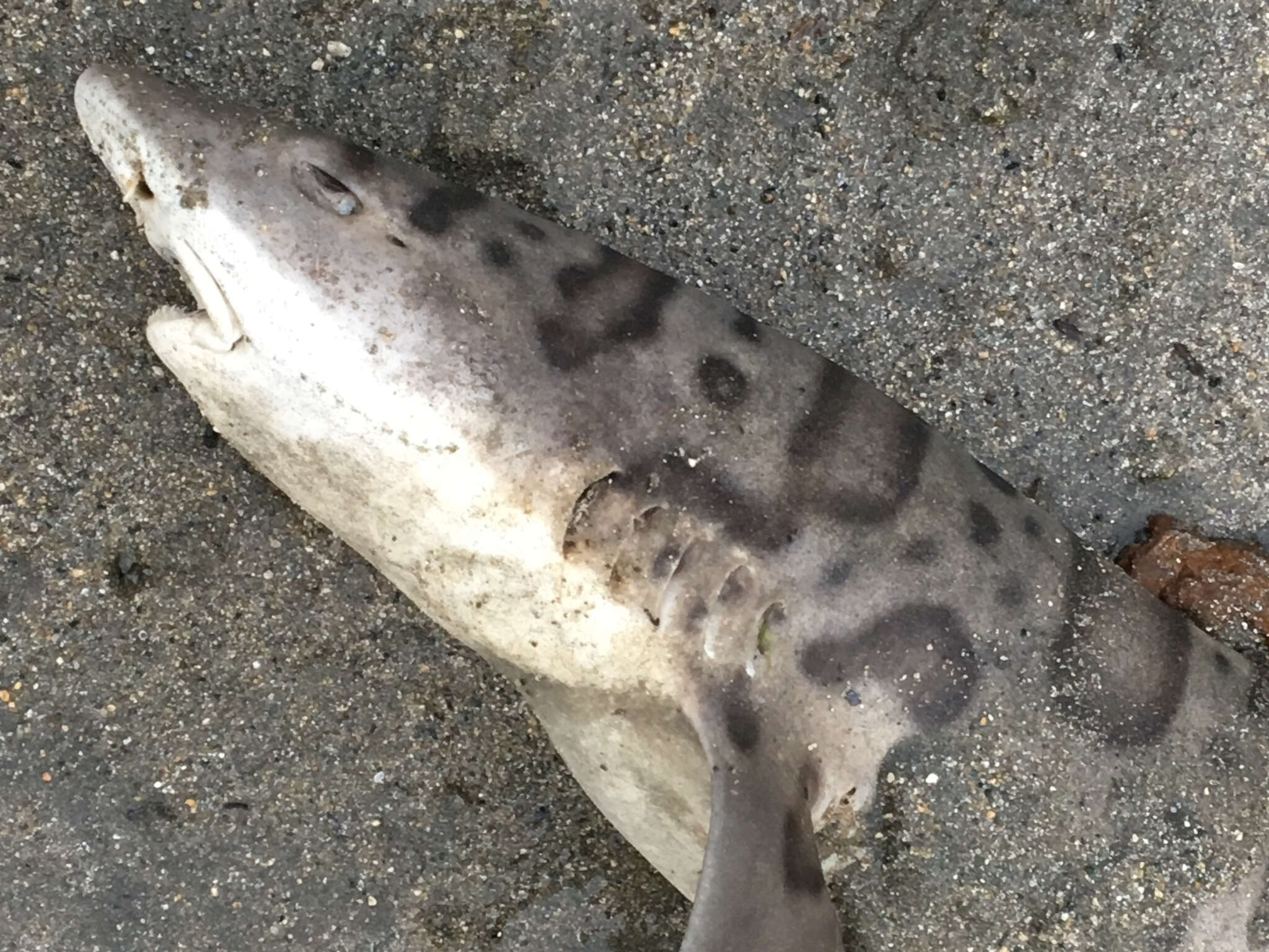 Image of Leopard Shark