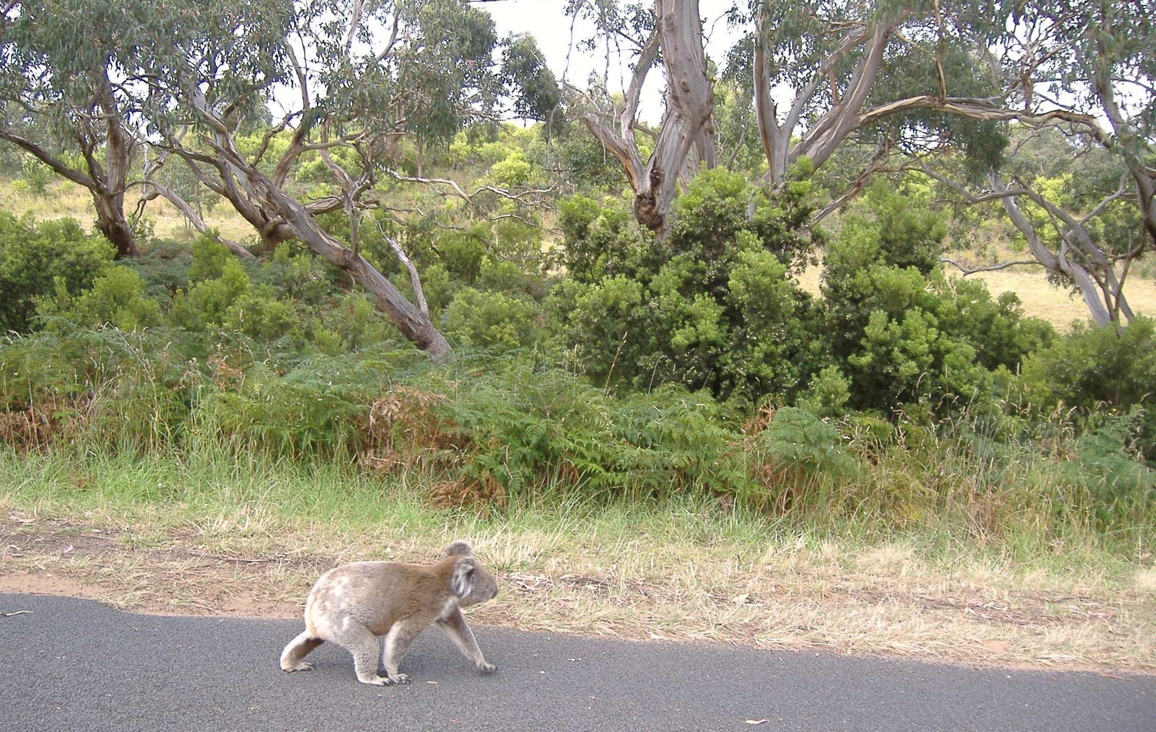 Image of koalas