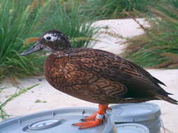 Image of Laysan Duck