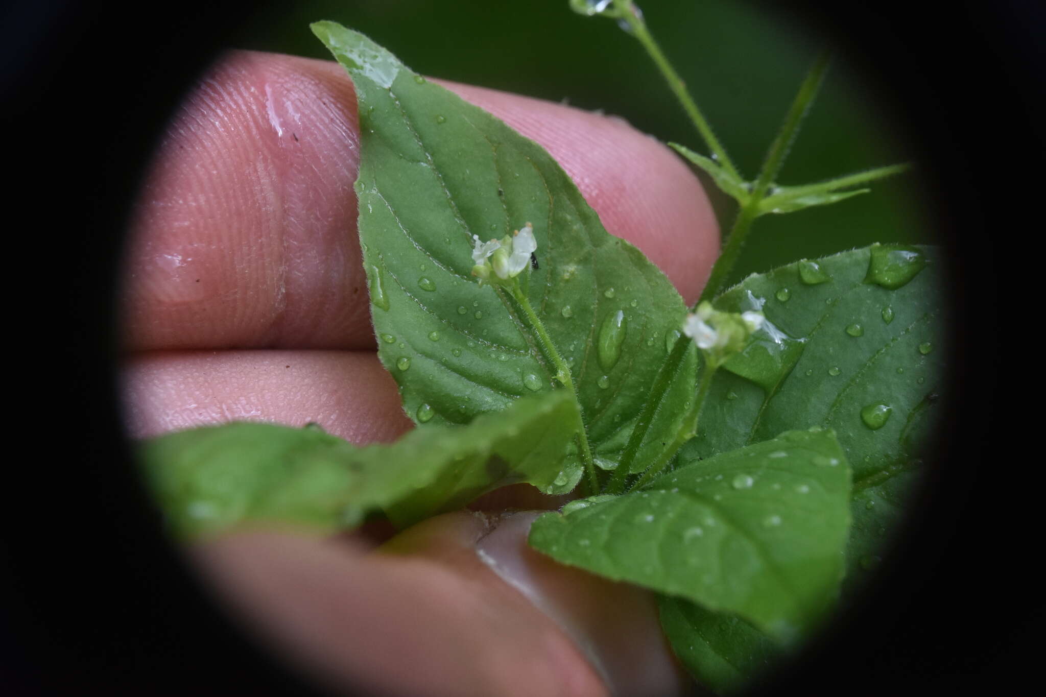 Image of small enchanter's nightshade