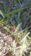 Image of wandering vetch