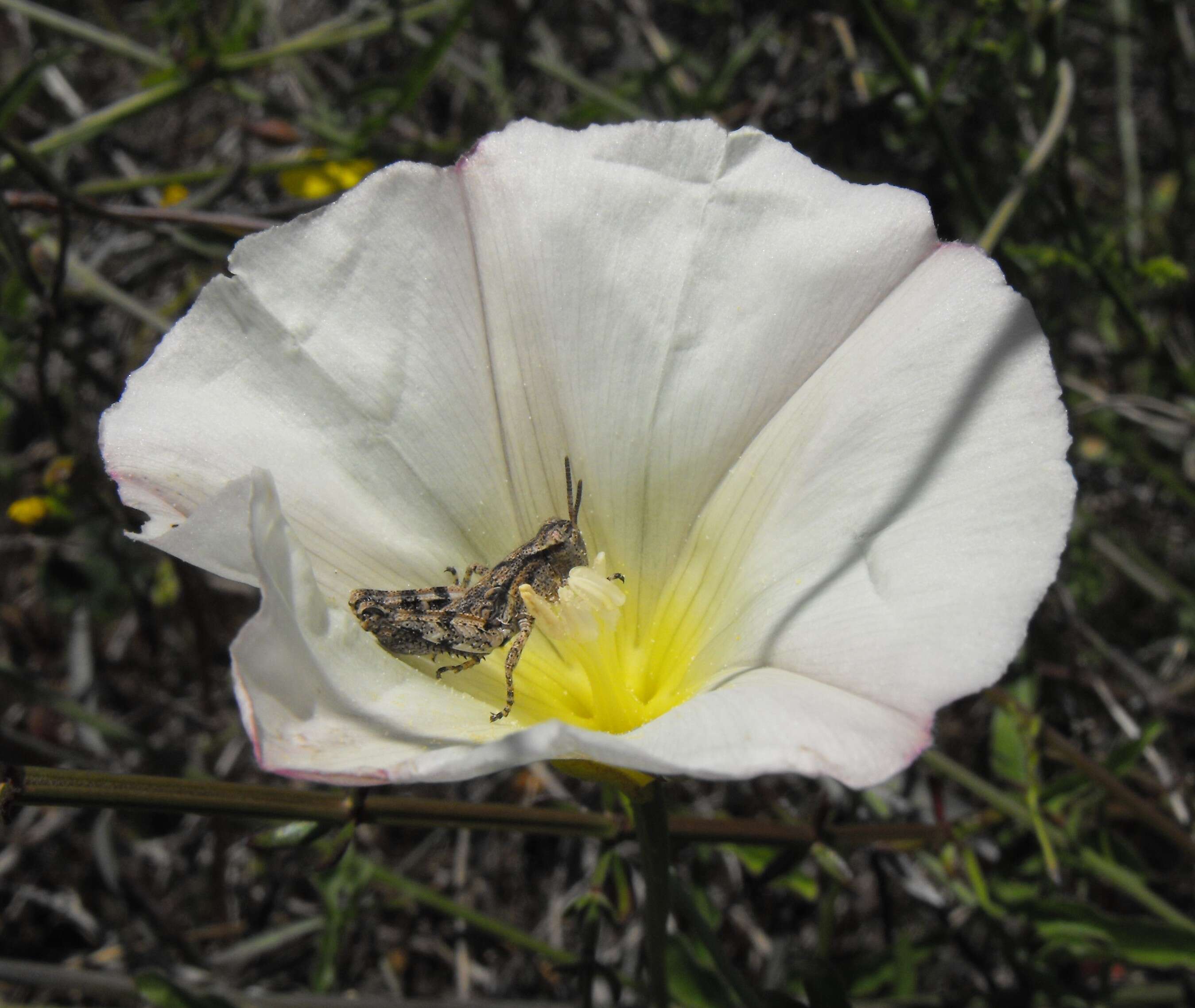 صورة Calystegia macrostegia (Greene) Brummitt