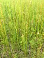 Image of Marsh Arrowgrass