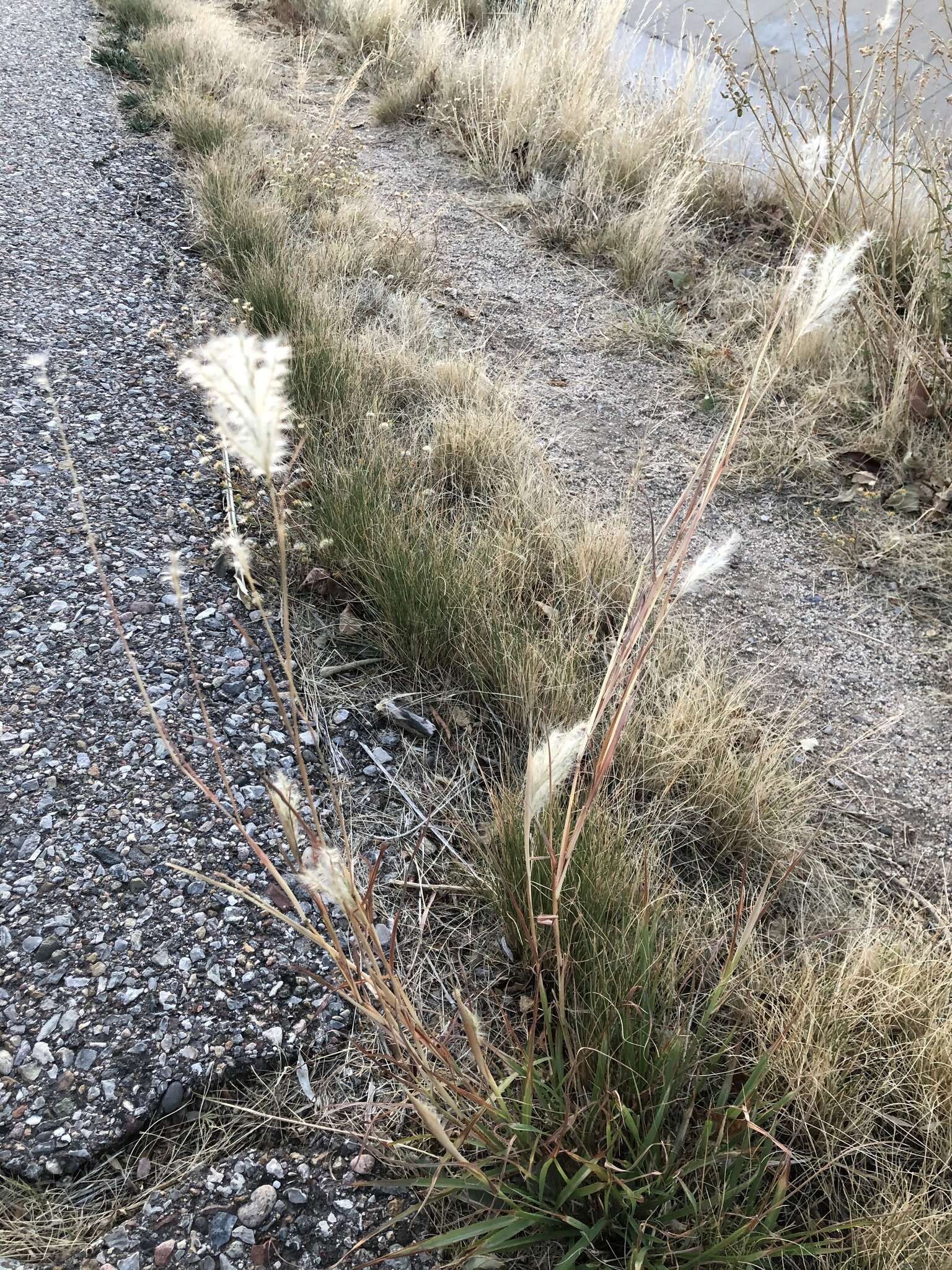 صورة Bothriochloa springfieldii (Gould) Parodi