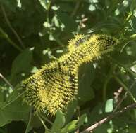 Image de Leucanella viridescens (Walker 1855)