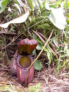 Image of Giant Malaysian Pitcher Plant