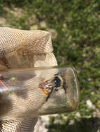 Image of Forest Bumble Bee