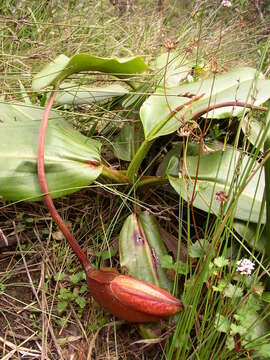 Image of Giant Malaysian Pitcher Plant