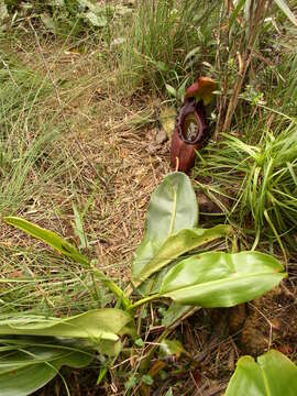 Image of Giant Malaysian Pitcher Plant