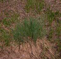 Image of Tufted Sedge