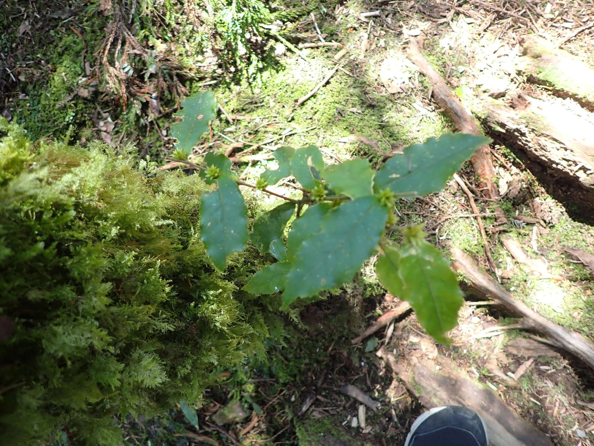 Image of Symplocos lancifolia Sieb. & Zucc.