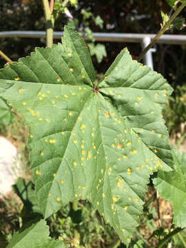 Image of Puccinia malvacearum Bertero ex Mont. 1852