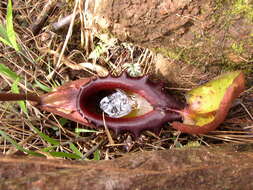 Image of Giant Malaysian Pitcher Plant