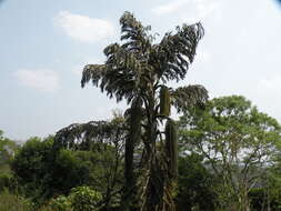 Image of Fishtail Palm