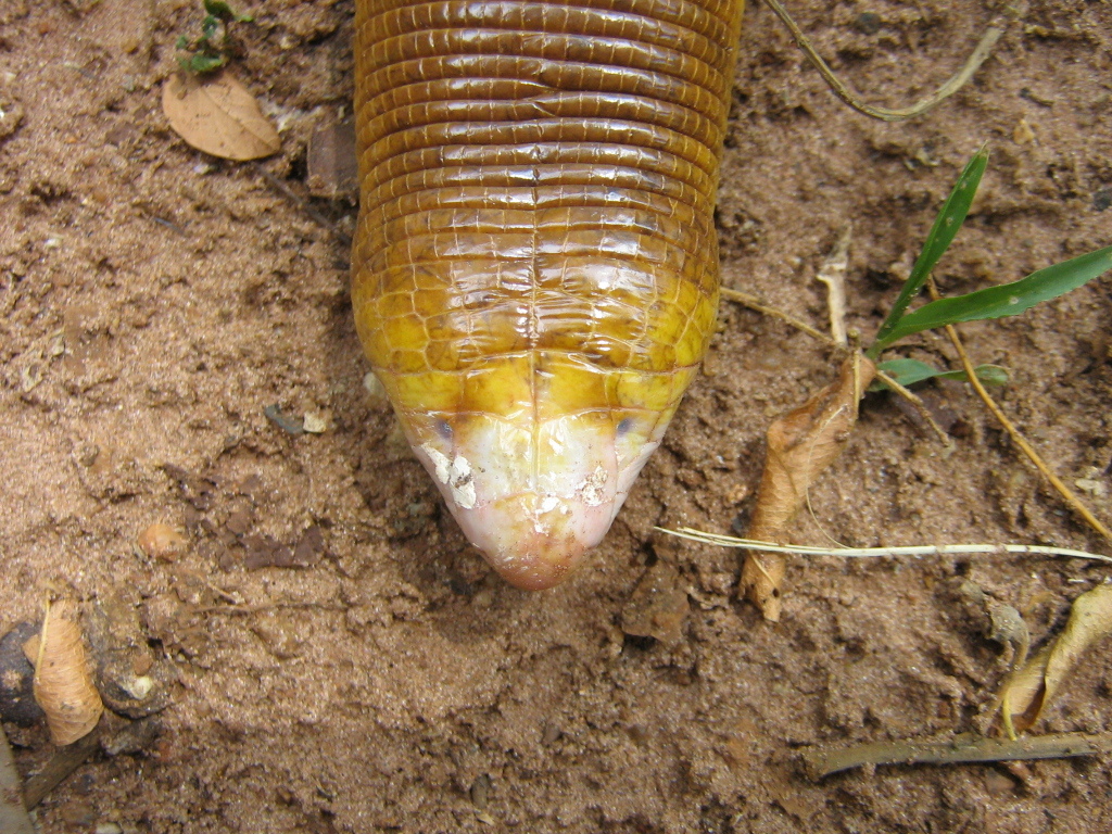 Image of Red Worm Lizard