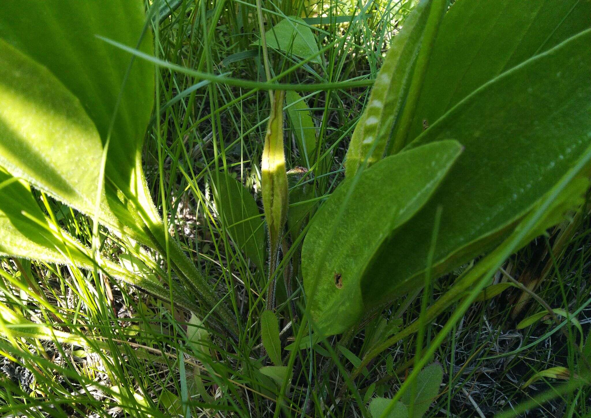 Imagem de Plantago cornuti Gouan