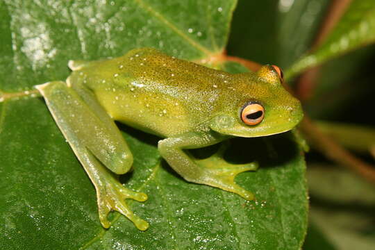 Image of Canebrake Treefrogs