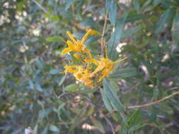 Imagem de Hypericum canariense L.