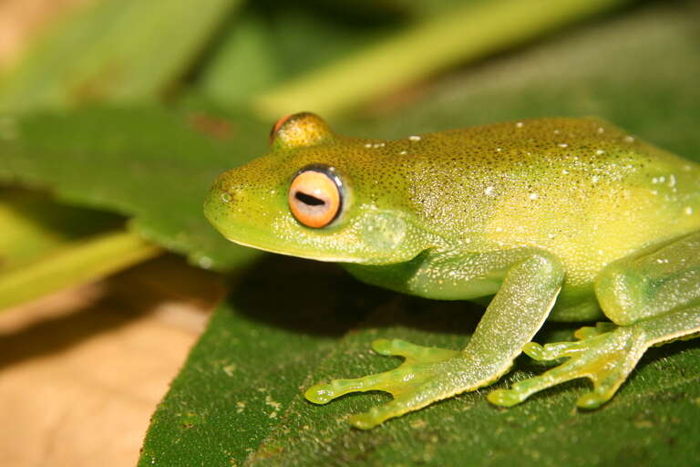Image of Bocaina tree frog