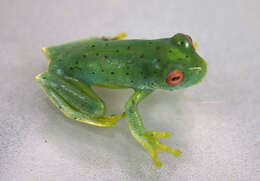 Image of Bocaina tree frog