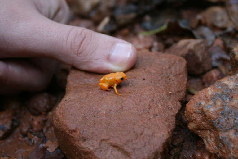 Image of Pumpkin Toadlet