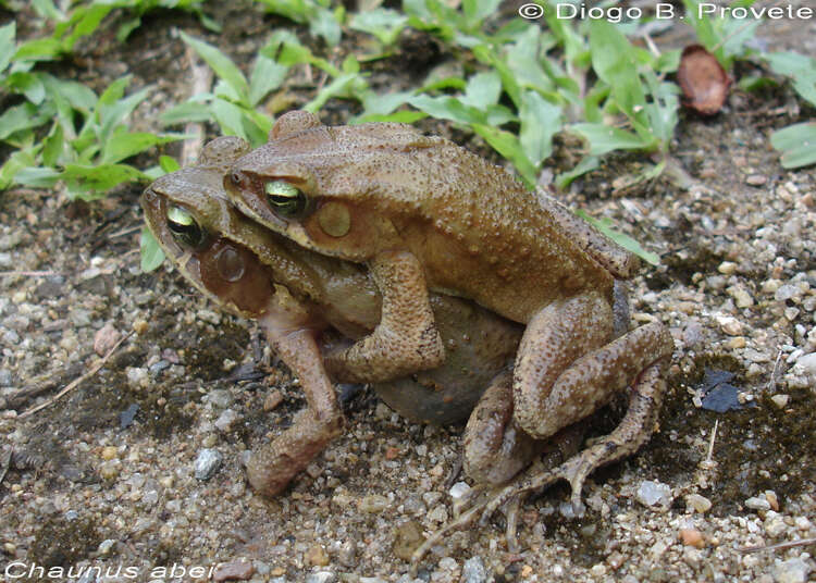 Image of Rhinella abei (Baldissera, Caramaschi & Haddad 2004)