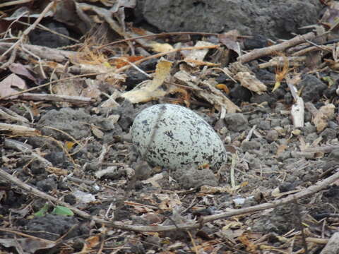 Image of Double-striped Thick-knee