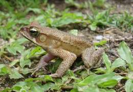 Image of Rhinella abei (Baldissera, Caramaschi & Haddad 2004)