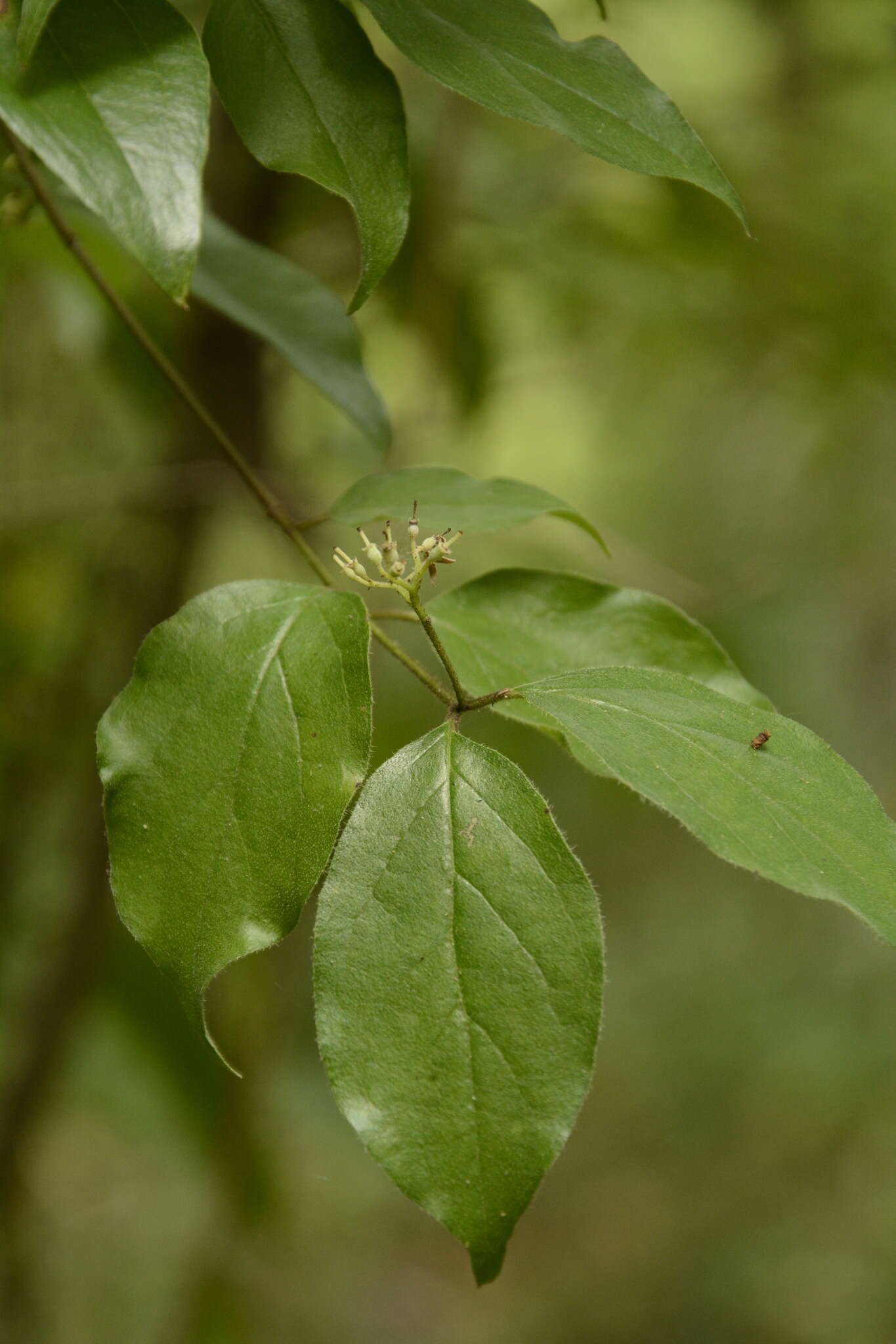 Plancia ëd Cornus asperifolia Michx.