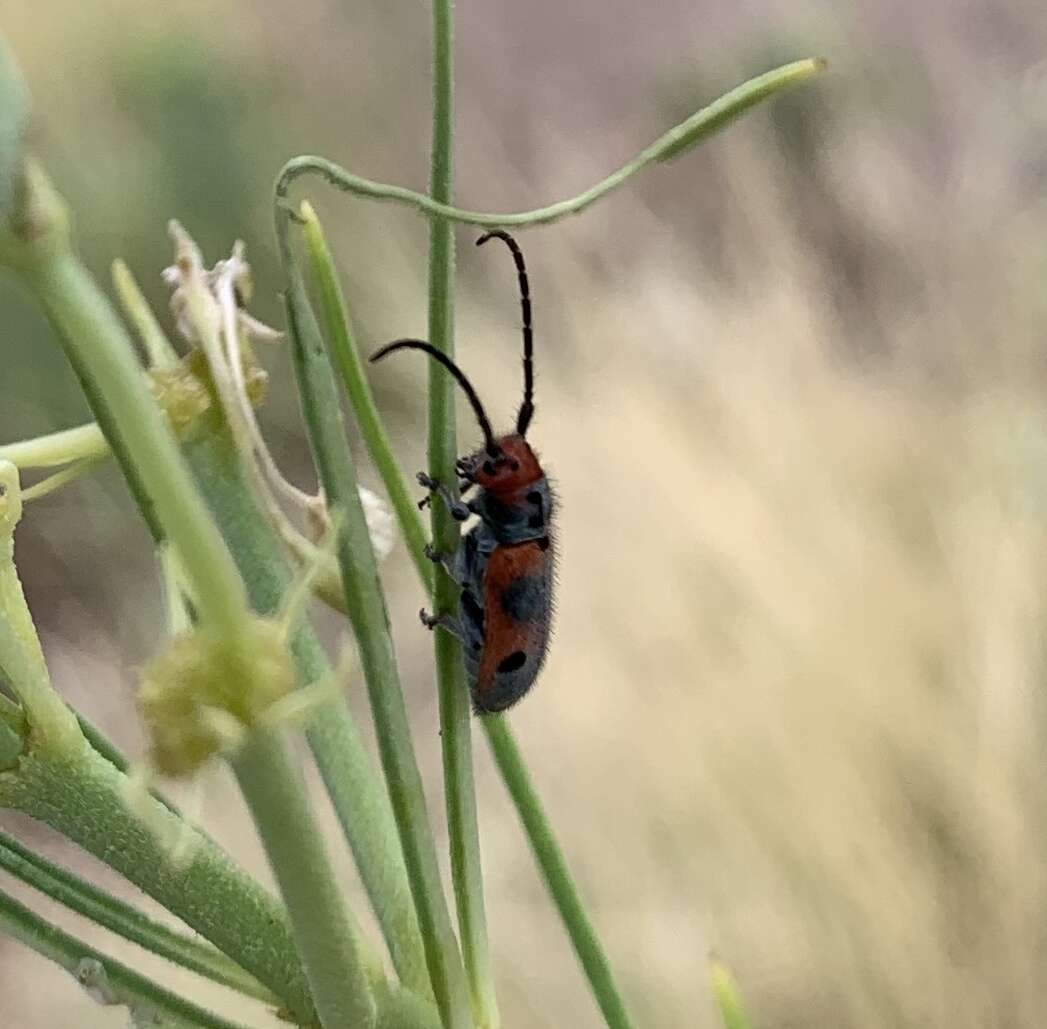 Sivun Tetraopes discoideus Le Conte 1858 kuva