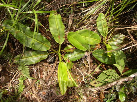 Image of Giant Malaysian Pitcher Plant