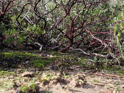 Слика од Arctostaphylos densiflora M. S. Baker