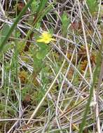 Image de Hypericum ellipticum Hook.