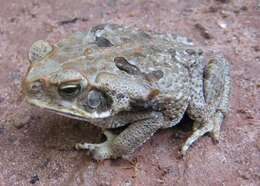 Image of Cururu Toad