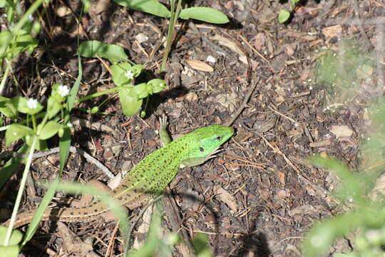 Image of Caucusus Emerald Lizard