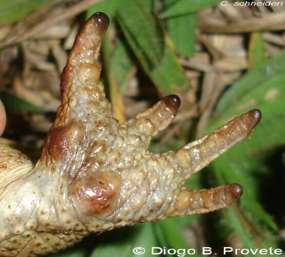 Image of Cururu Toad