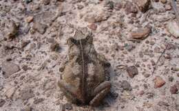 Image of Rhinella scitula (Caramaschi & Niemeyer 2003)