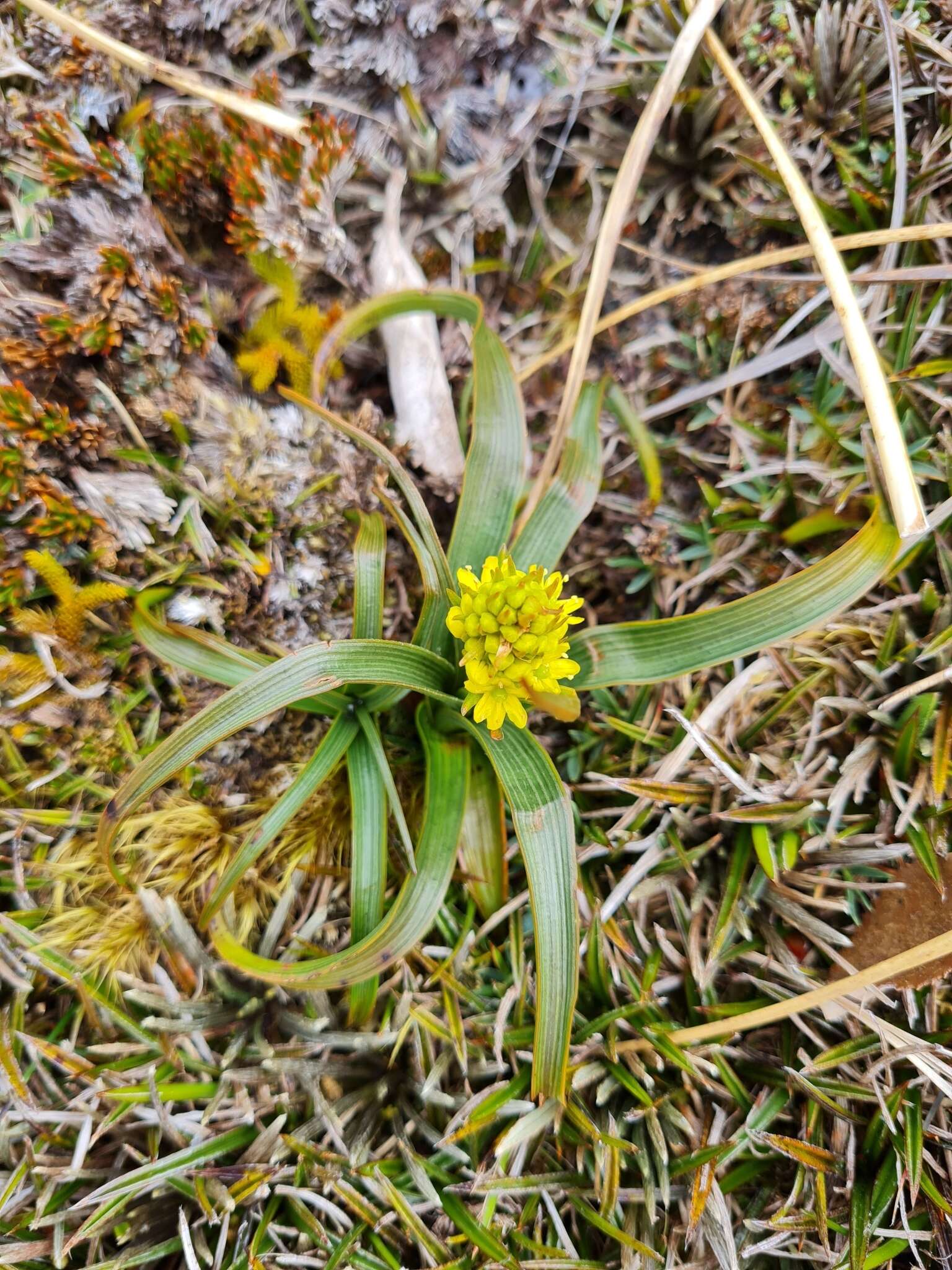 Image of Bulbinella gibbsii var. gibbsii