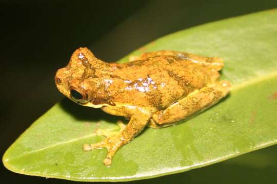 Image of Dendropsophus microps (Peters 1872)