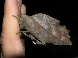 Image of Typophyllum bolivari Vignon 1925