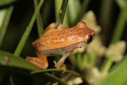 Image of Dendropsophus nanus (Boulenger 1889)