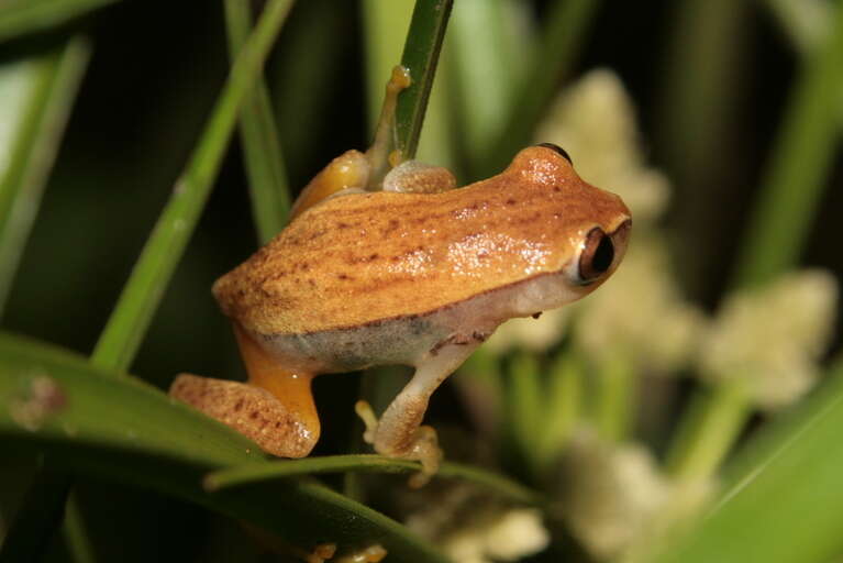 Image of Dendropsophus nanus (Boulenger 1889)