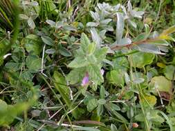 Image of Water germander