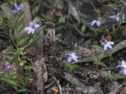 Image of Lobelia pratioides Benth.