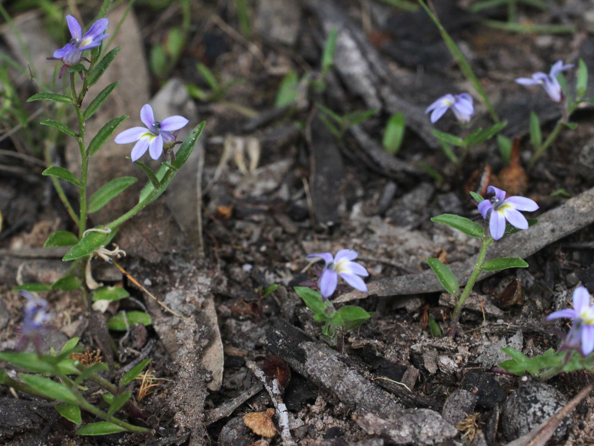 Image of Lobelia pratioides Benth.