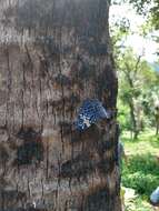 صورة Hamadryas amphinome mexicana Lucas 1853