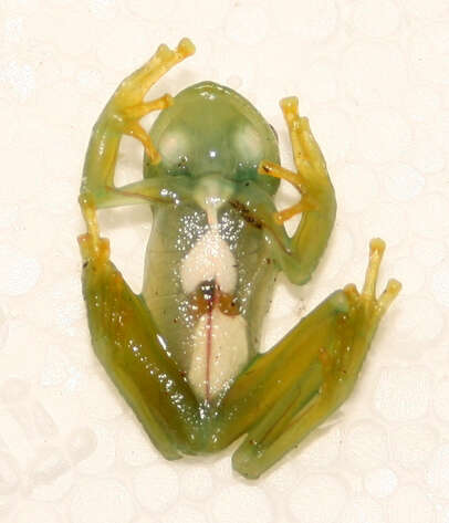 Image of Humboldt's Glass Frog