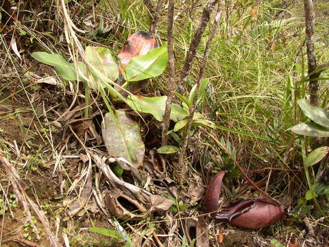 Image of Giant Malaysian Pitcher Plant